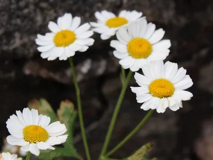 Somatic Breath Awareness