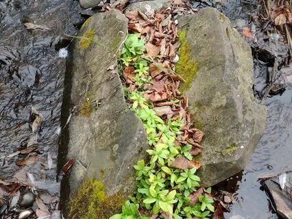 Somatic Breathing: Calm Down