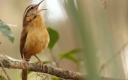 Somatic  Breathing Meditation