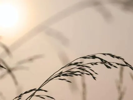 Somatic Breathwork For Rest & Nervous System Regulation