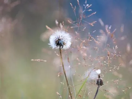 Somatic Breathwork Meditation