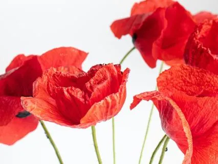 Somatic Chakra Rituals: Root Healing & Grounding