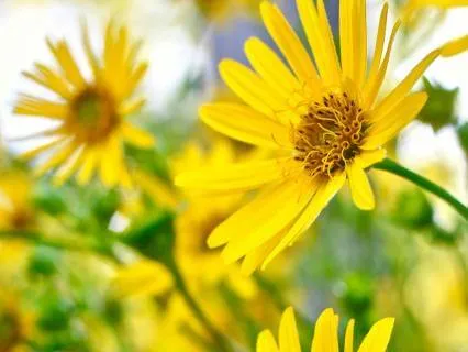 Somatic Chakra Rituals: Sovereign Sun Of The Solar Plexus