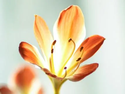 Somatic Chakra Rituals: The Amber Sacral Flow