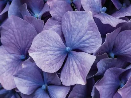 Somatic Chakra Rituals: The Great Communion Of The Crown