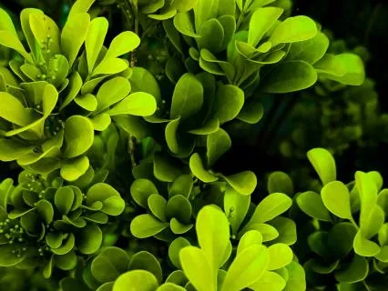 Somatic Chakra Rituals: The Heart Of The Breath