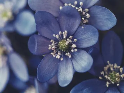 Somatic Chakra Rituals: The Indigo Vision Of The Third Eye