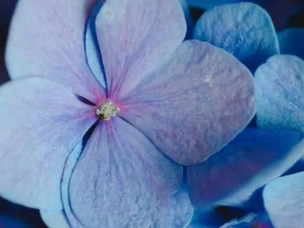 Somatic Chakra Rituals: The Truth Frequency Of The Throat