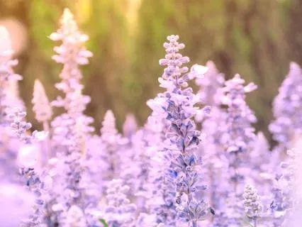 Somatic Energy Healing For Deep Rest