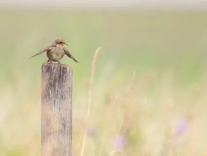 Somatic Gratitude Meditation
