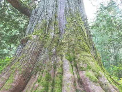 Somatic Grounding Affirmations: Returning To Your Roots