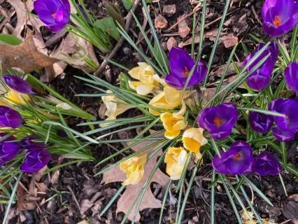 Somatic Grounding For Safety And Calm