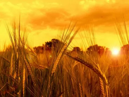 Somatic Healing Dissolve Chronic Pain