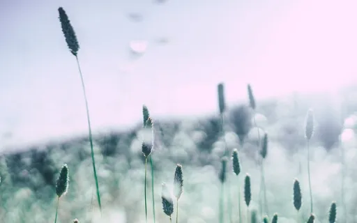 Somatic Meditation - Cultivating Embodied Awareness