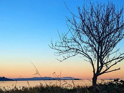 Somatic Meditation For Freeze [Minimal Music]