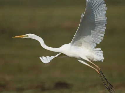 Somatic Movement: Support For Neck & Low Back