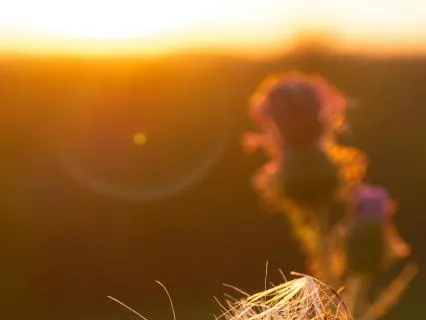 Somatic Practices For Sensitivity & Rejection Relief