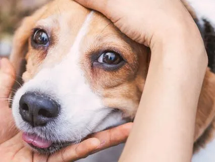 Somatic Release For Dogs: How To Soothe Their Nervous System