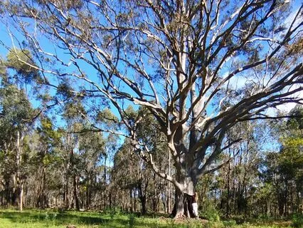 Somatic Scan & Breathwork For Anxiety