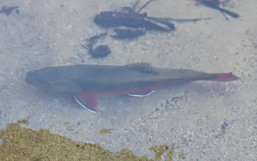 Somatic Scan Meditation