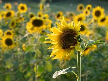 Somatic Sunshine - Cultivating Happiness