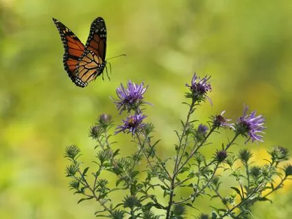 Somatic Tracking 3 For Chronic Dizziness, Pain & Anxiety