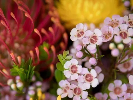 Somatic Tracking Emotions