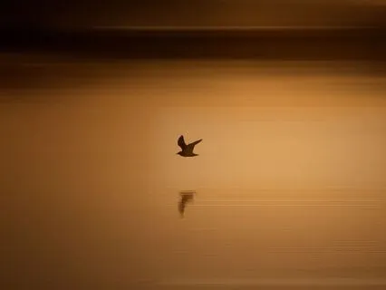 Somatic Tracking For Anxiety: A Journey To Lasting Calm