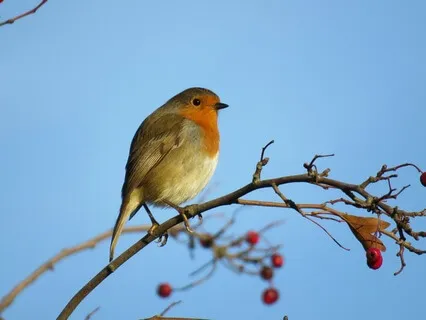 Somatic Tracking For Persistent Symptoms - Short Version