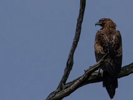 Somatic Tracking Of Intensity