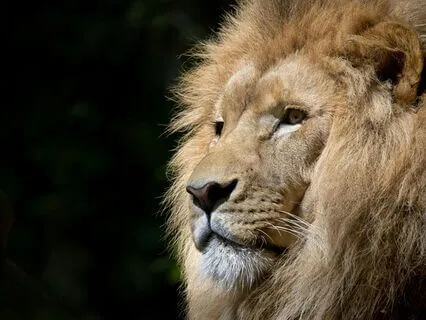 Somatic Visualisation To Expand Your Gifts