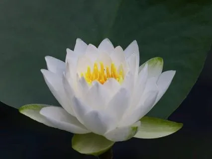 Somatic Yoga: Heart - Giving and Receiving