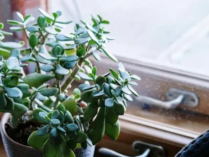 Something Is Alive In You: Rooted Meditation