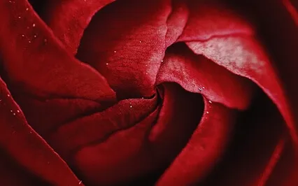 Somewhere I Have Never Traveled, Gladly Beyond  - Cummings 