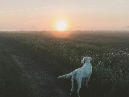 Somewhere Over The Rainbow Bridge: Pet Loss Grief Meditation