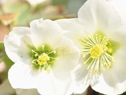 Somos Metta Bhavana | Música Desde El Alma