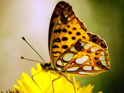Song For Spring: A Gentle Journey Of Renewal And Light