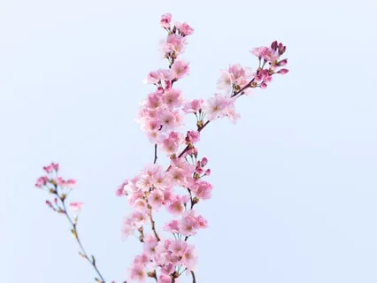 Song For Spring ( Cello )