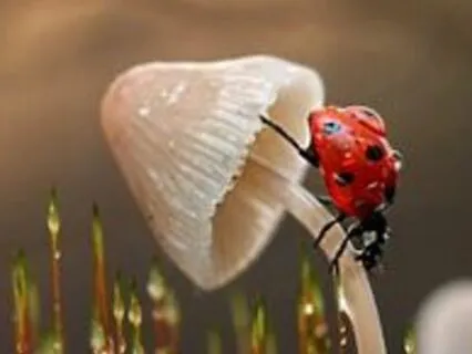 Song Of A Ladybug - An Original