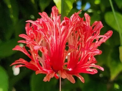 Song Of Compassion For Healing And Self Love