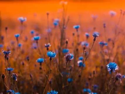 Song Of Flowers (Guitar)