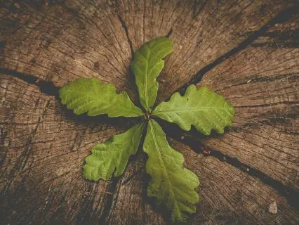 Song Of The Ancestors Guided Healing Attunement