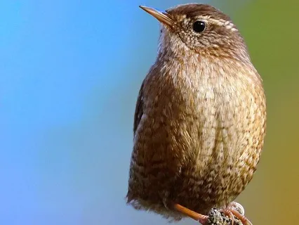 Song Of The Eurasian Wren - A Five-Minute Pause In Nature