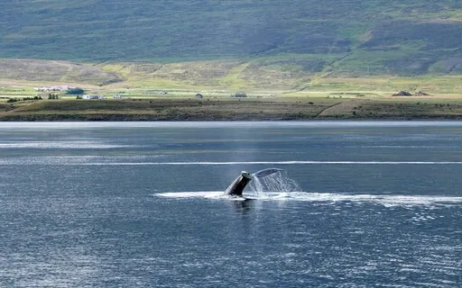 Song Of The Sea - Expansive Ambient Dive Into Crystal Waters