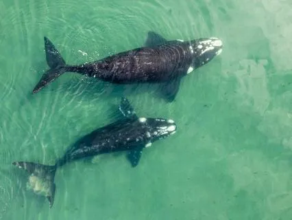 Song Of The Whales:Beautiful Web Of Life W/ Carol Anne Cross