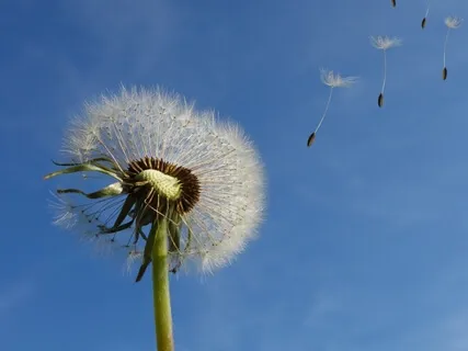 Song Of The Wind - Ecstatic Dance Journey