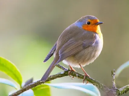 Beautiful Morning: Relaxation Music