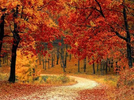 Songs Of Beauty For Meditation