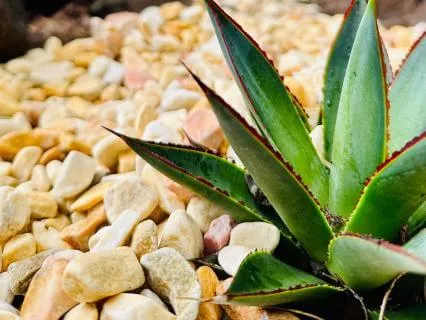 Sonic Flow: The Choice Of Sustainability