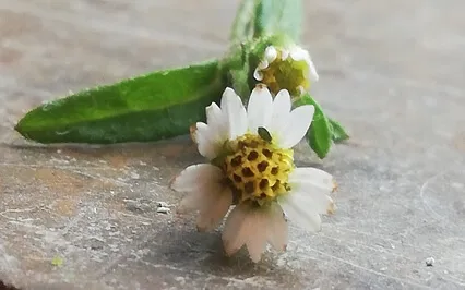 Sonnet For Brion By Isabella Fiske McFarlin